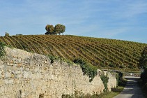 Sentier viticoles - Millery - 7,7 km