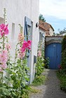 Roses trémières - Ile de Noirmoutier
